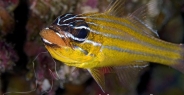 cardinalfish_coral_ar_sim_h_0053_tha0063.jpg